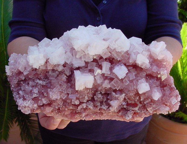 FindingRocks.com - HUGE 8"+ WORLD CLASS MUSEUM PINK HALITE CRYSTAL CLUSTER